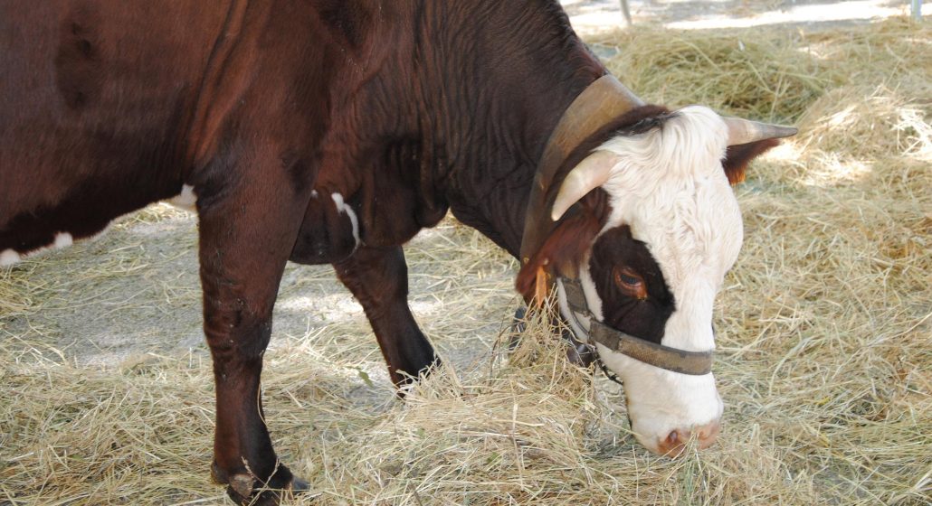 Foire agricole de la Saint-Michel_Gardanne