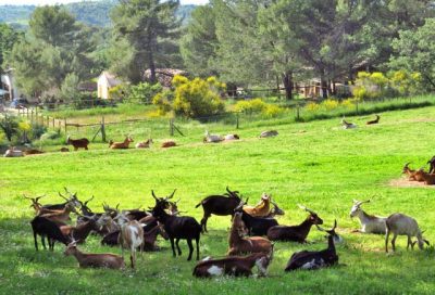 La Pastorale du Regagnas